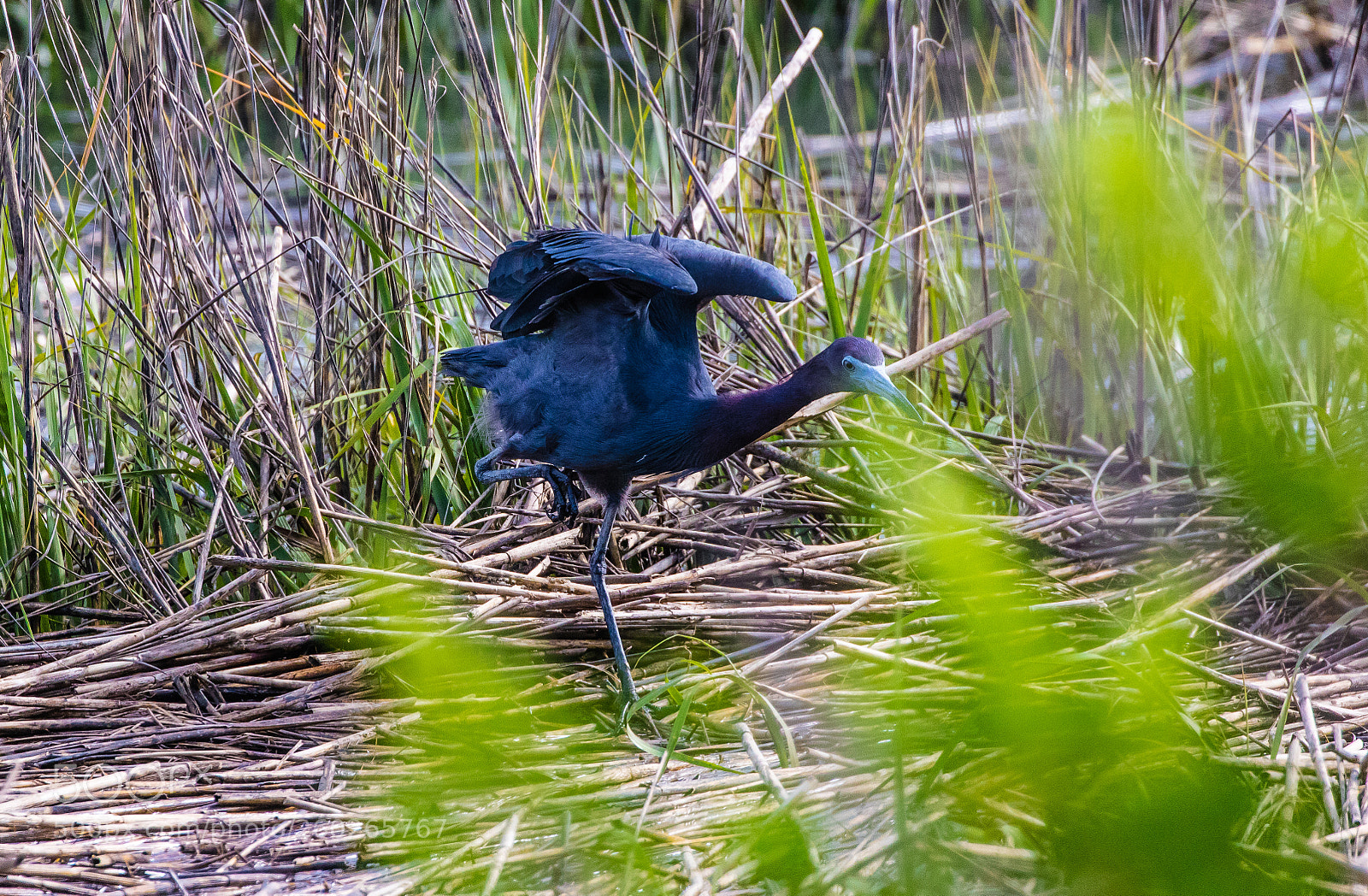 Canon EOS 5DS R sample photo. Little blue heron photography