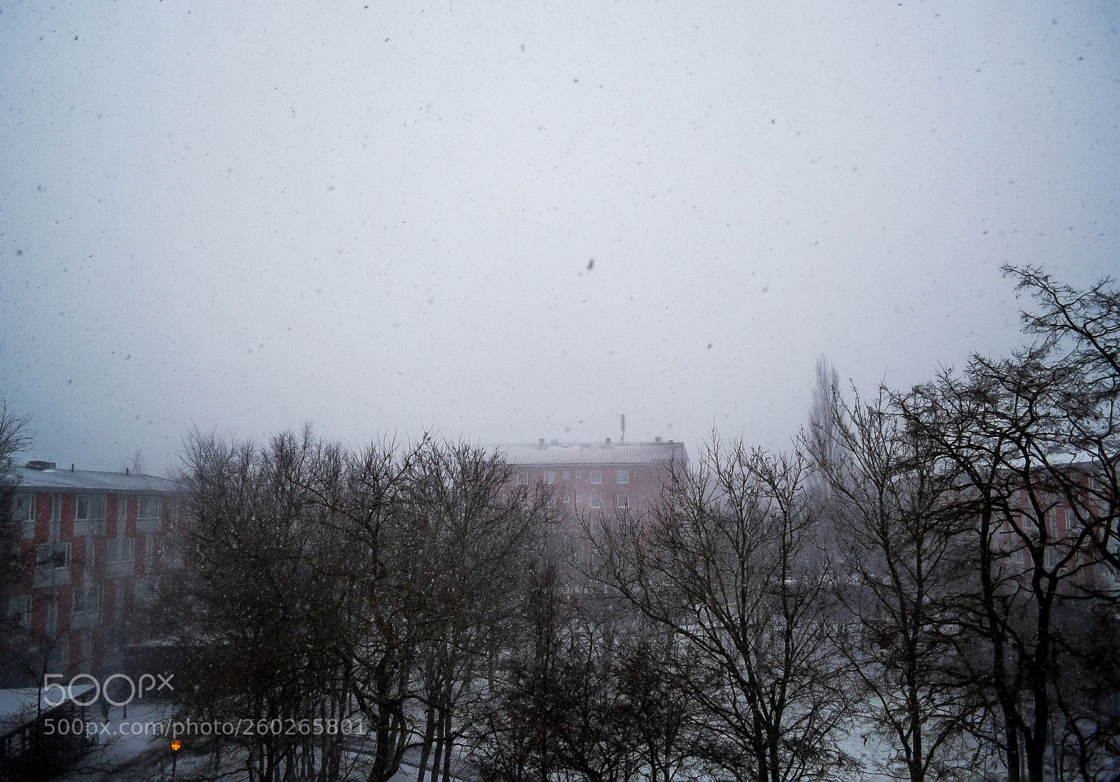 Nikon D750 sample photo. January photography