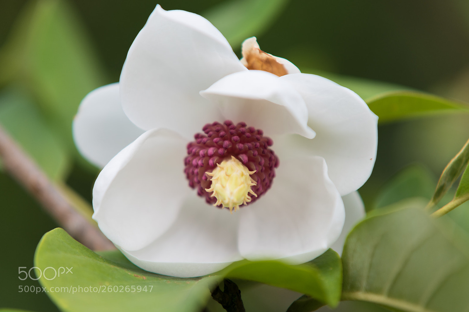 Nikon D850 sample photo. Magnolia sieboldii photography