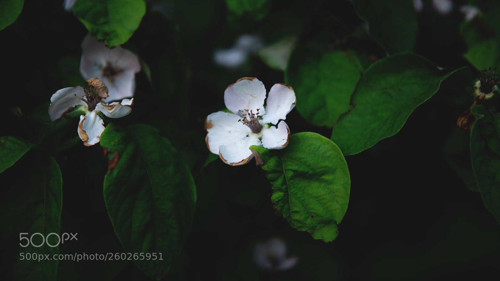 Canon EOS 5D Mark IV sample photo. Flower 1 photography