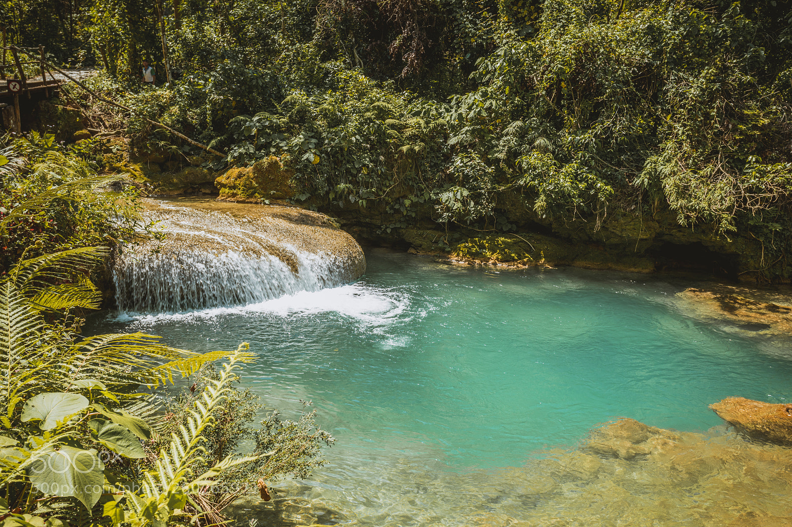 Canon EOS 5D Mark IV sample photo. Forests of cuba photography
