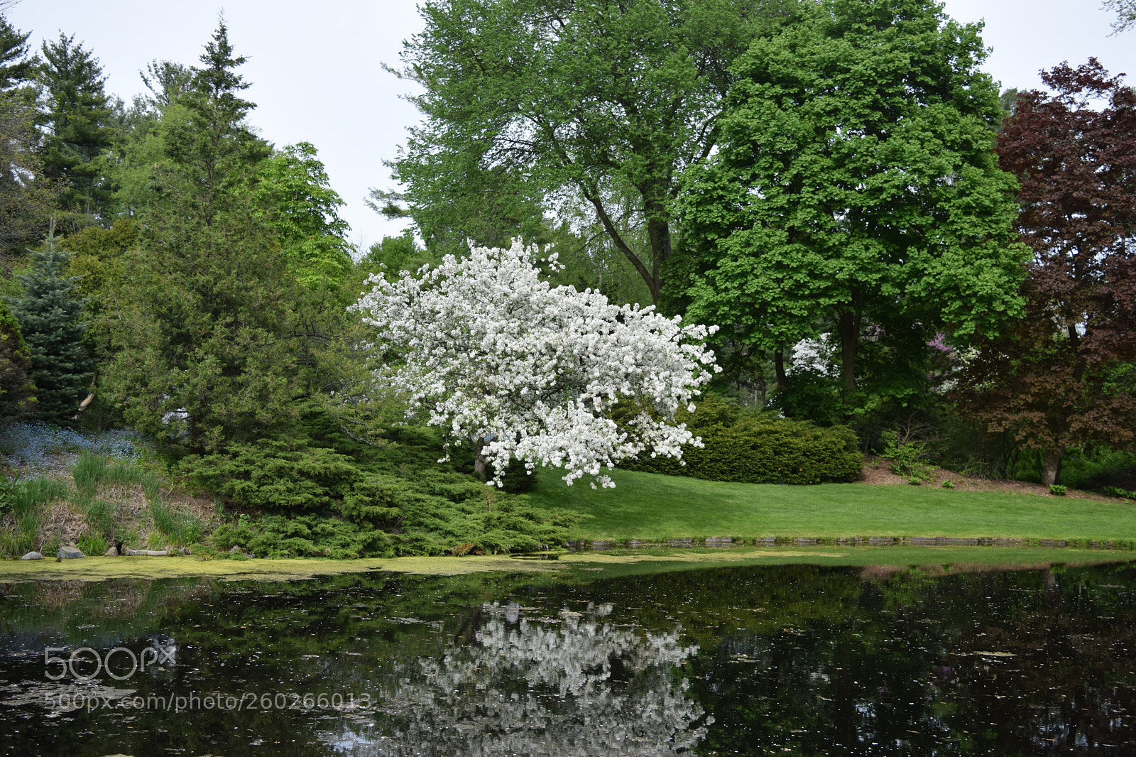Nikon D3300 sample photo. Dow gardens photography