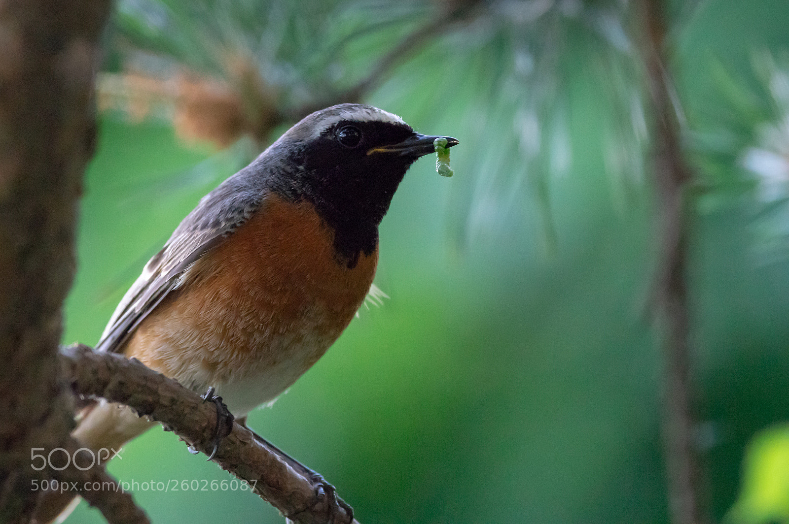 Pentax K-3 sample photo. Common redstart photography