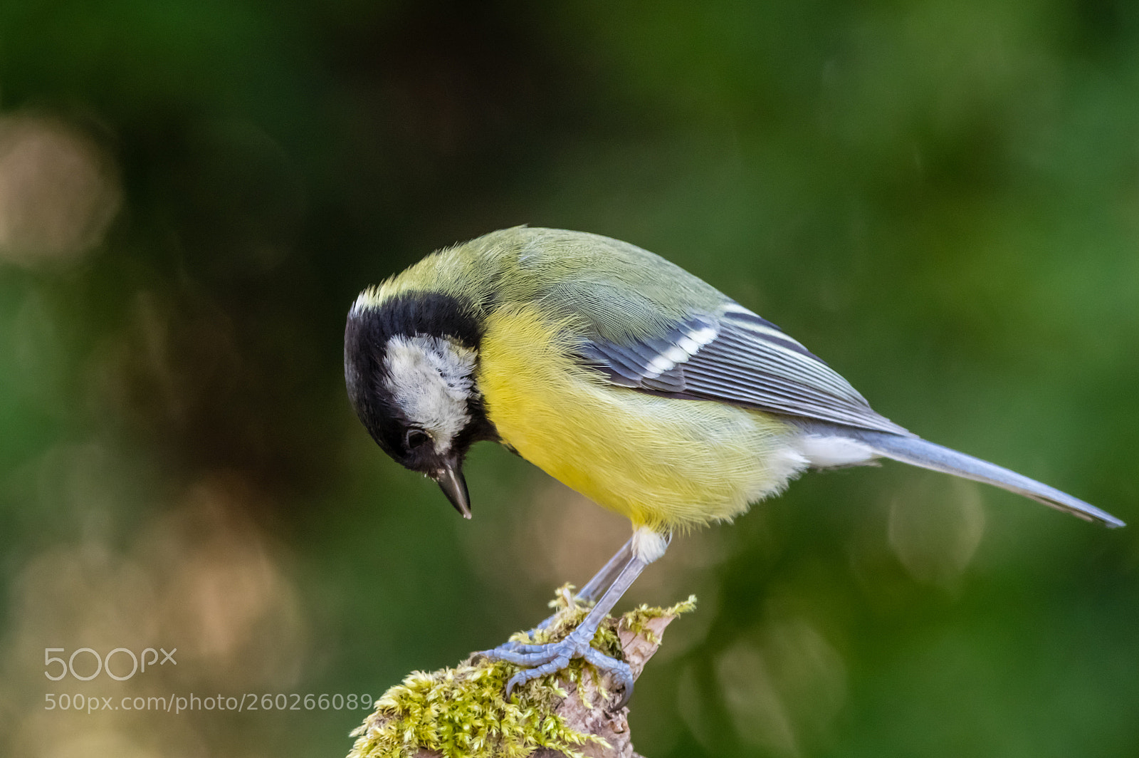 Pentax K-3 sample photo. Great tit photography