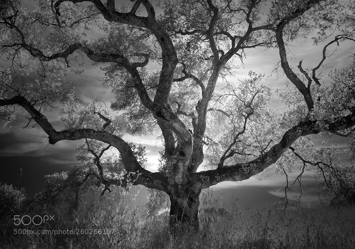 Sony a7R sample photo. Oak photography