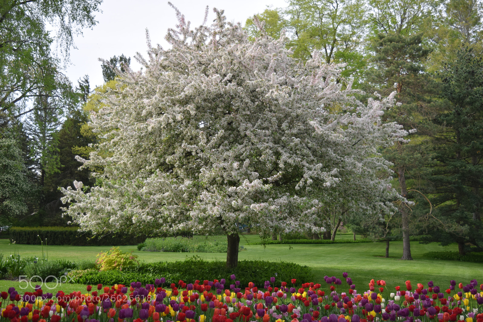 Nikon D3300 sample photo. Flowering crab apple photography