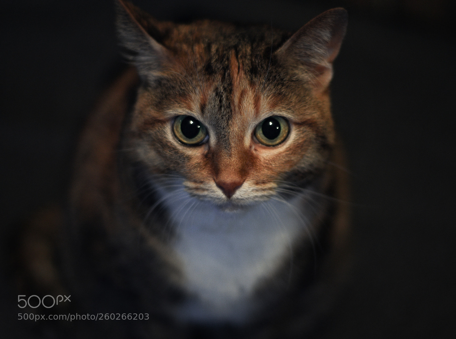 Nikon D7200 sample photo. Icat photography