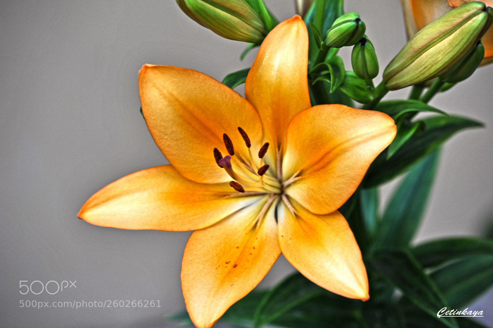 Nikon D700 sample photo. Beauty photography