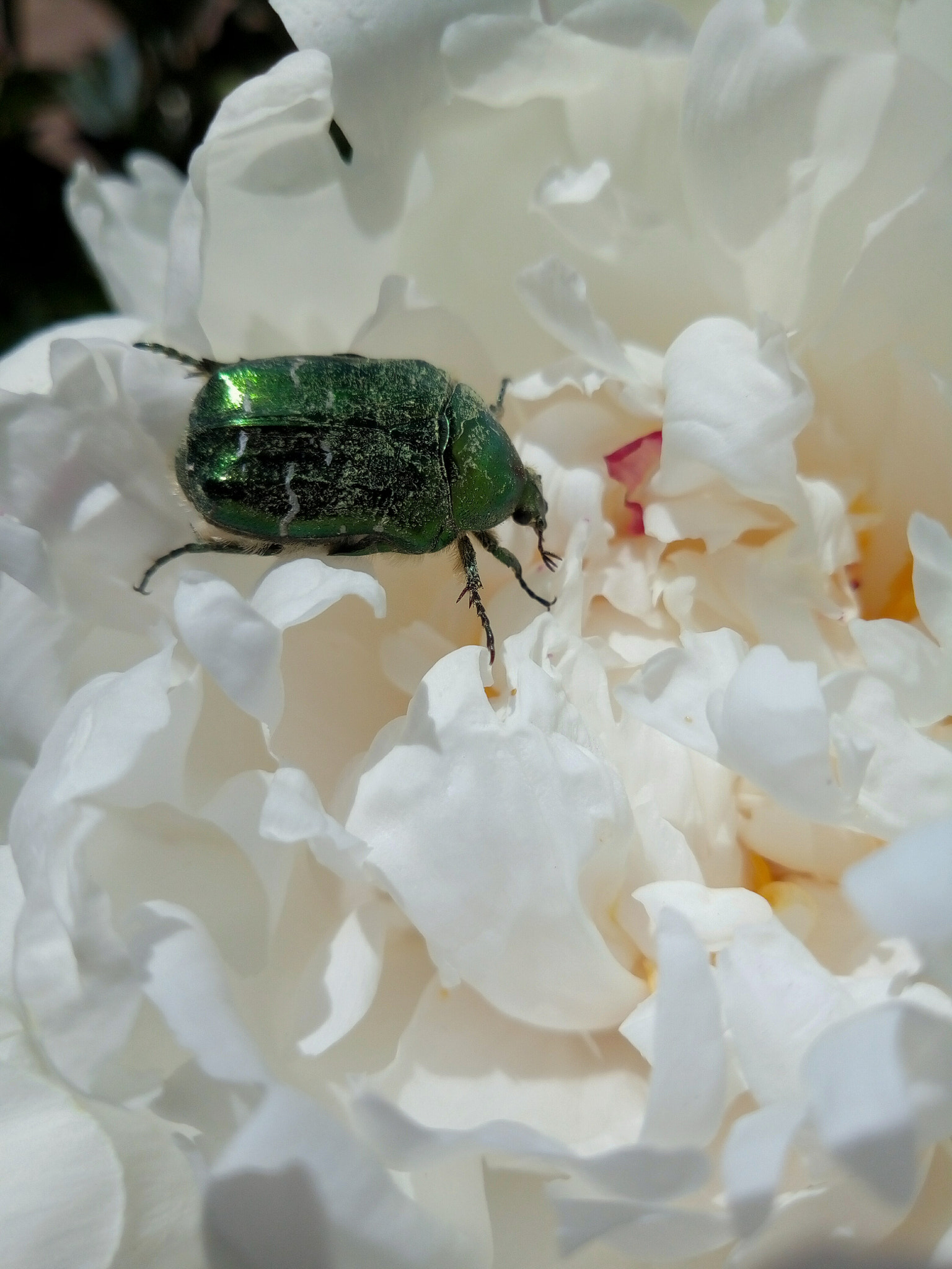 Meizu M5s sample photo. Beetle photography