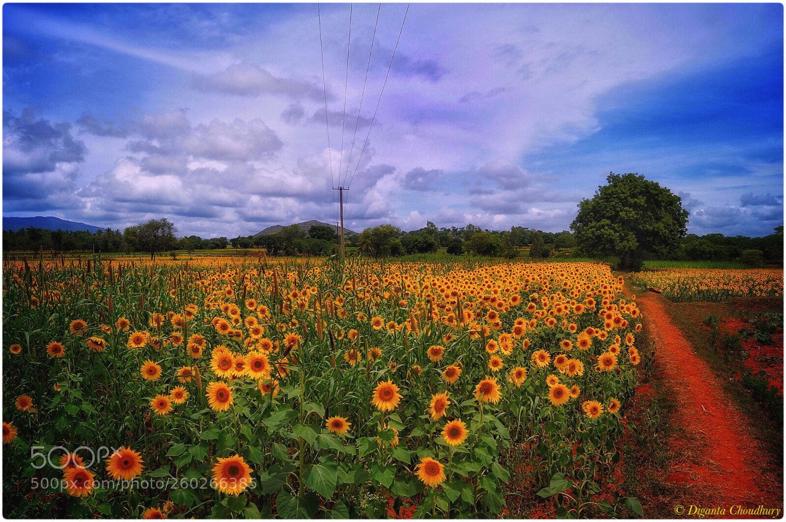 Sony SLT-A58 sample photo. Sunflower cultivation photography