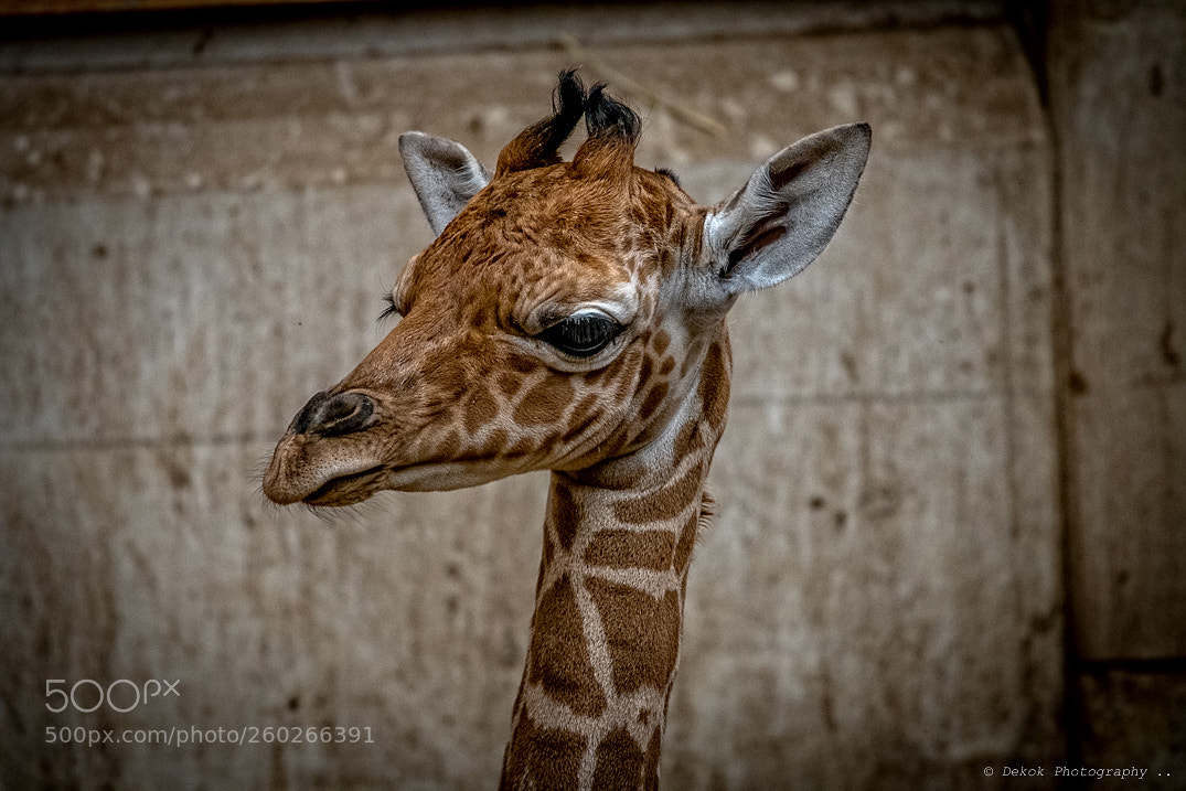 Nikon D500 sample photo. The new born giraffe ... photography