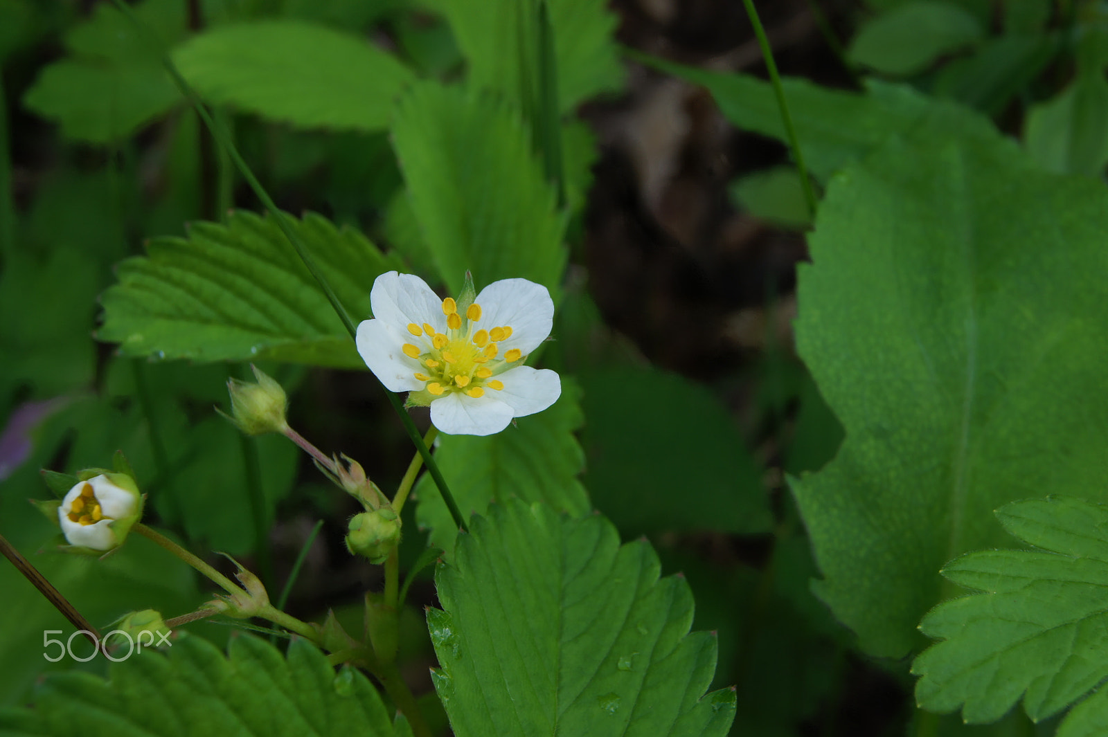 Sony SLT-A33 sample photo. Baby strawberry photography