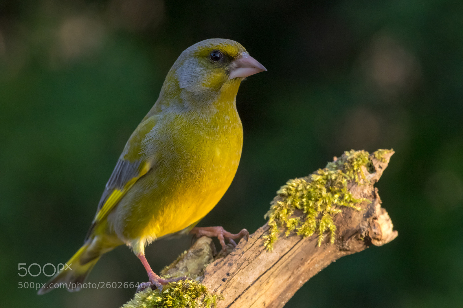 Pentax K-3 sample photo. European greenfinch photography