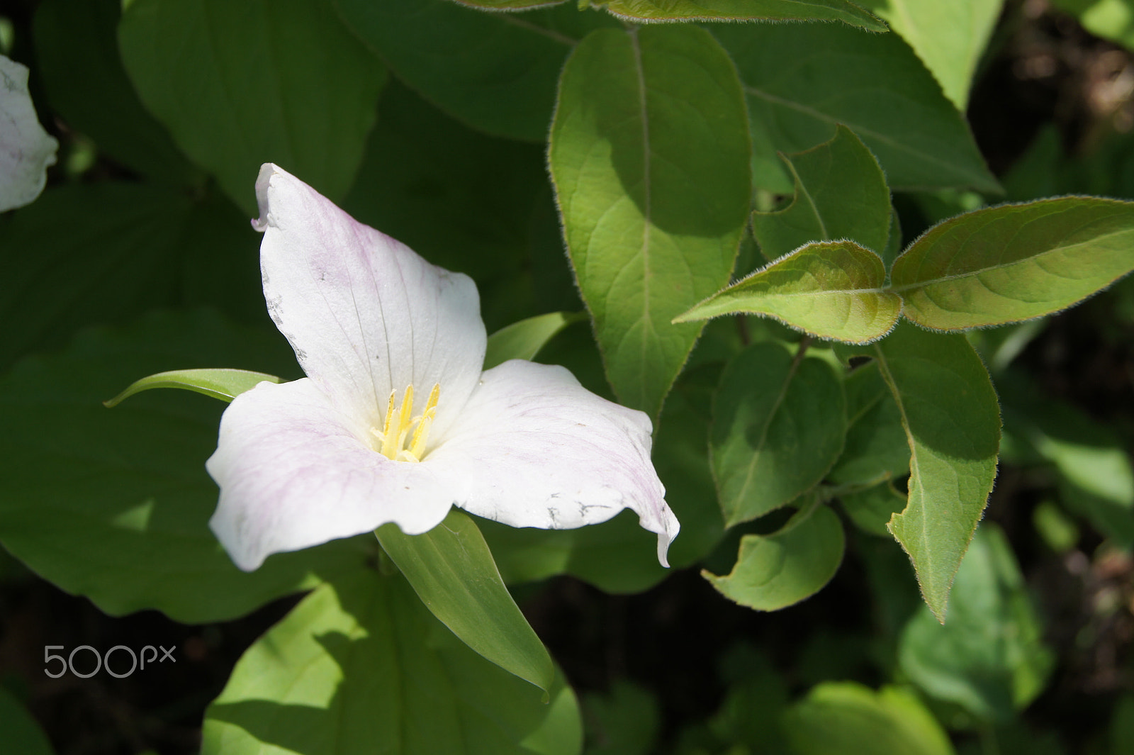 Sony SLT-A33 sample photo. Wild flower photography