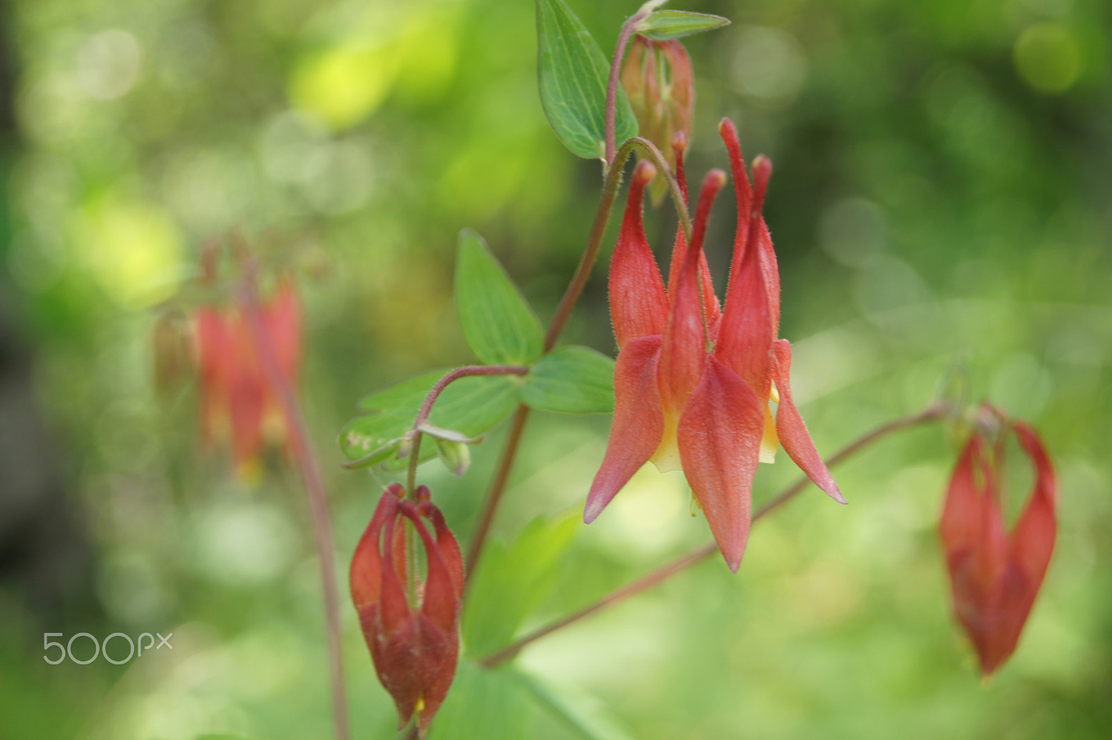 Sony SLT-A33 sample photo. Wild red flowers photography