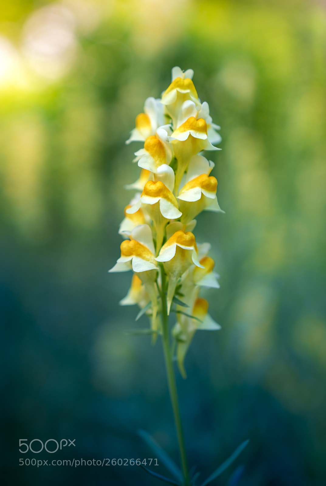 Sony a6300 sample photo. Yellow snapdragons photography