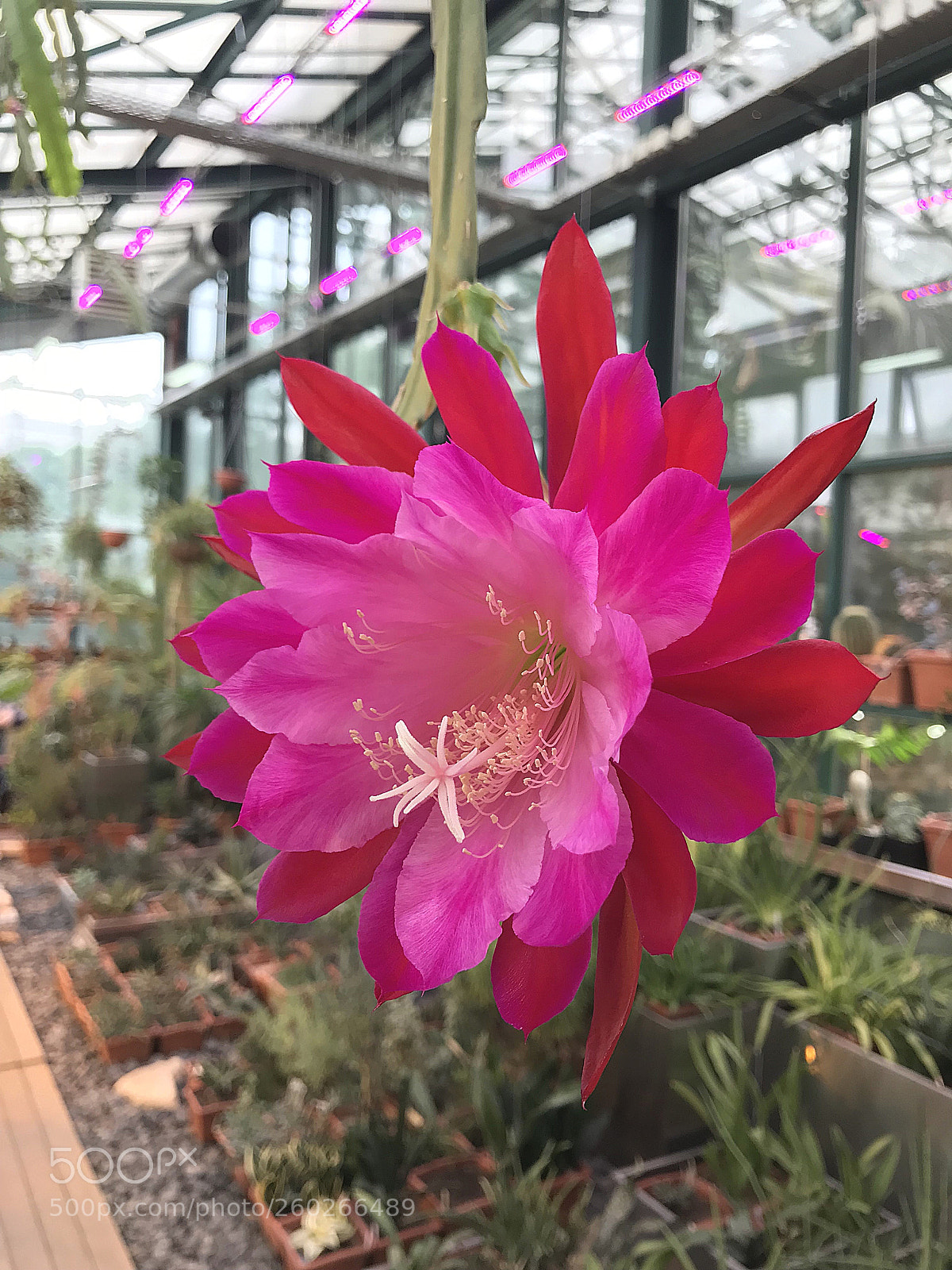 Apple iPhone 7 sample photo. A flower in the photography