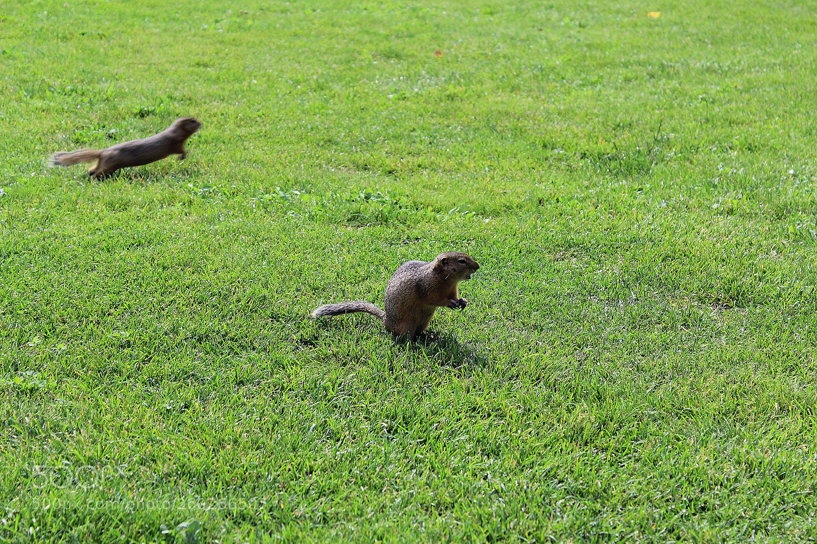 Canon EOS 600D (Rebel EOS T3i / EOS Kiss X5) sample photo. A funny gopher photography