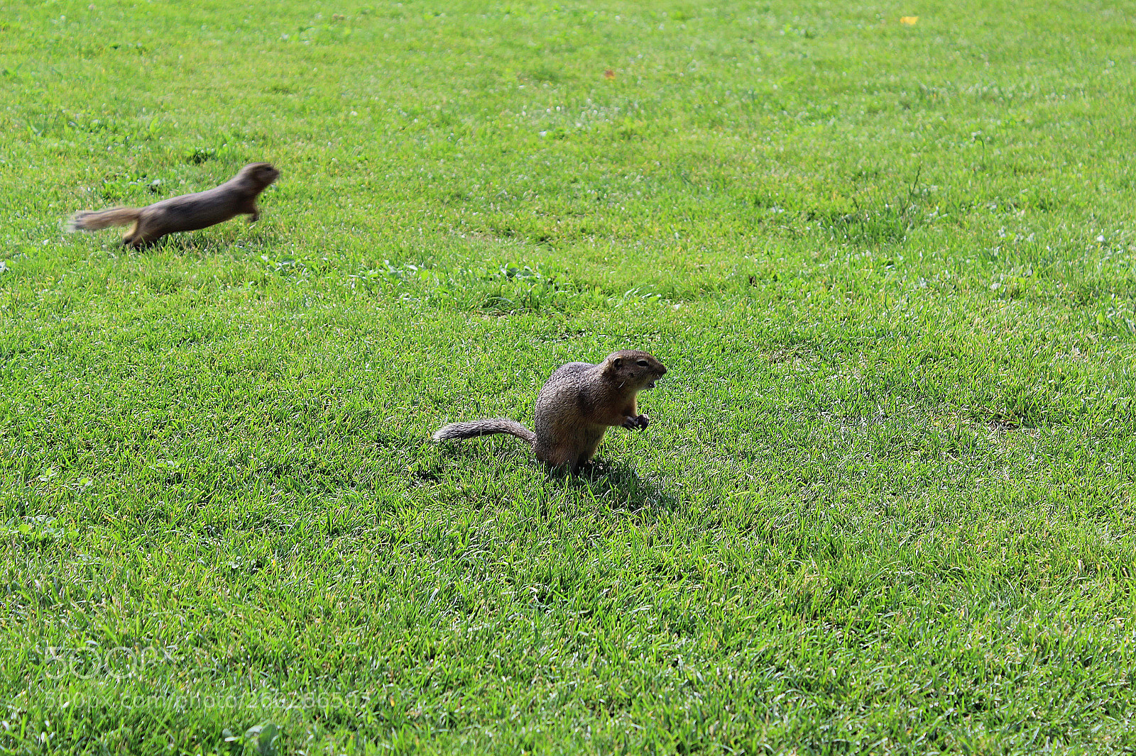 Canon EOS 600D (Rebel EOS T3i / EOS Kiss X5) sample photo. A funny gopher photography