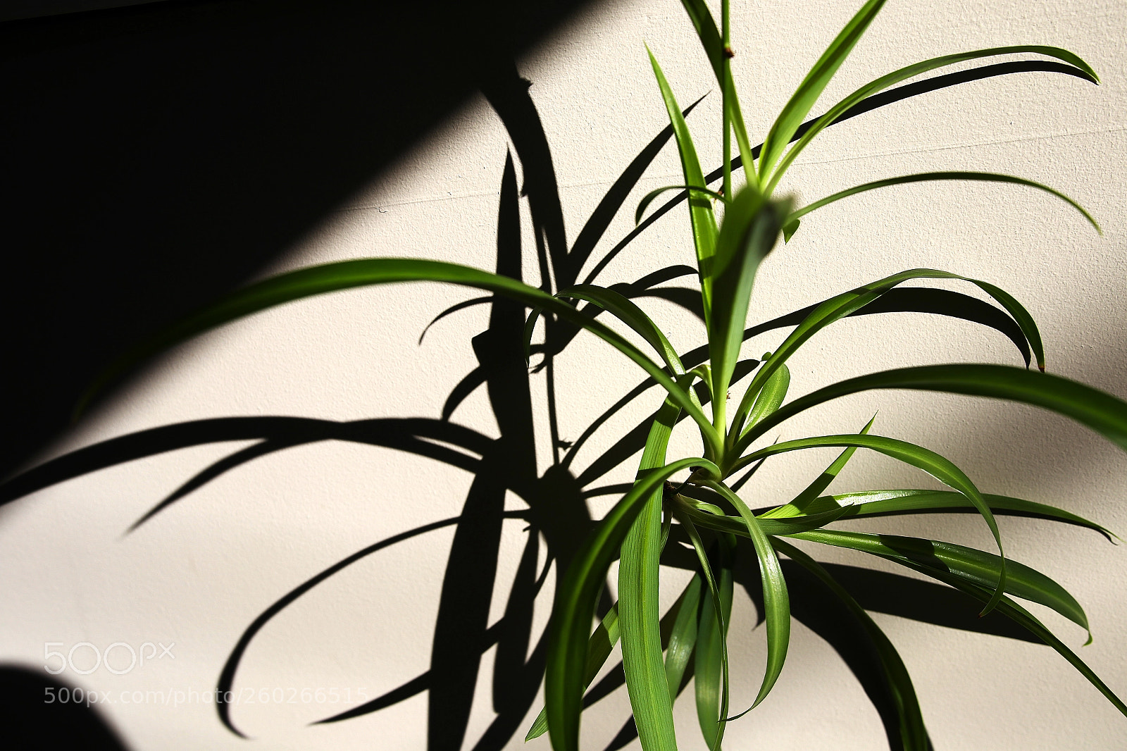 Canon EOS 6D sample photo. Ombre et lumiere photography
