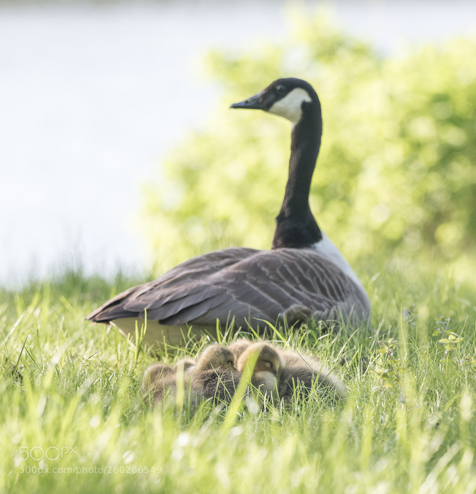 Nikon D750 sample photo. Time for a nap photography