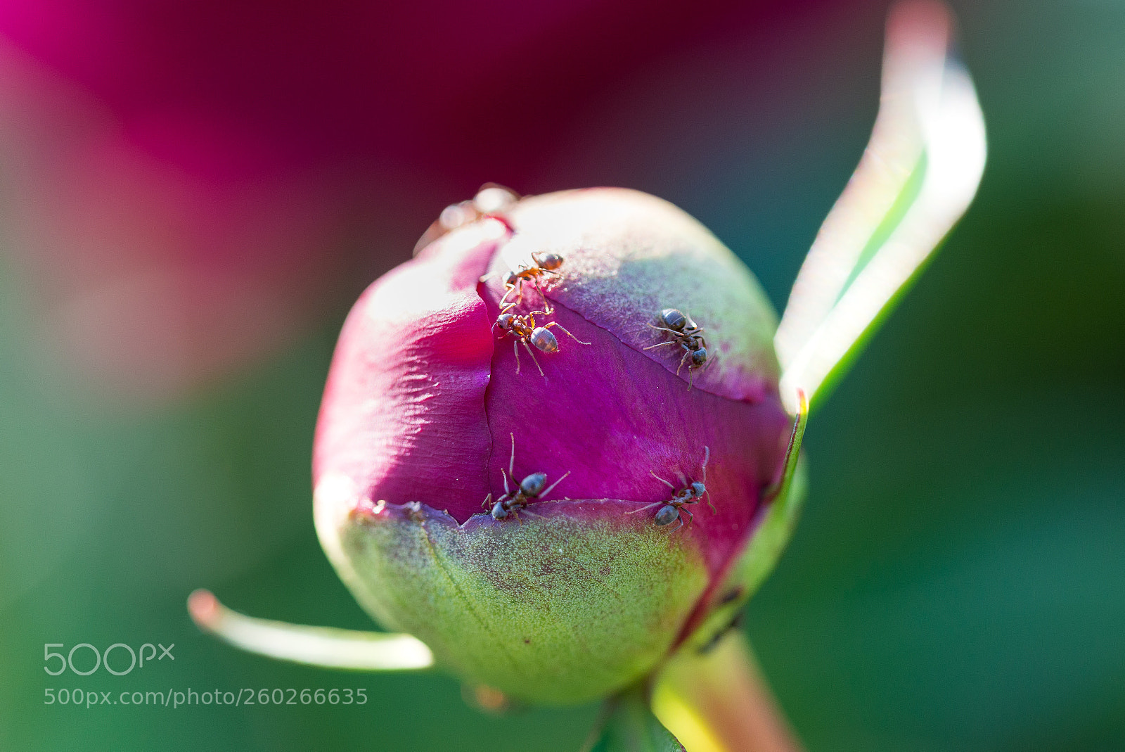 Nikon D610 sample photo. Colors photography