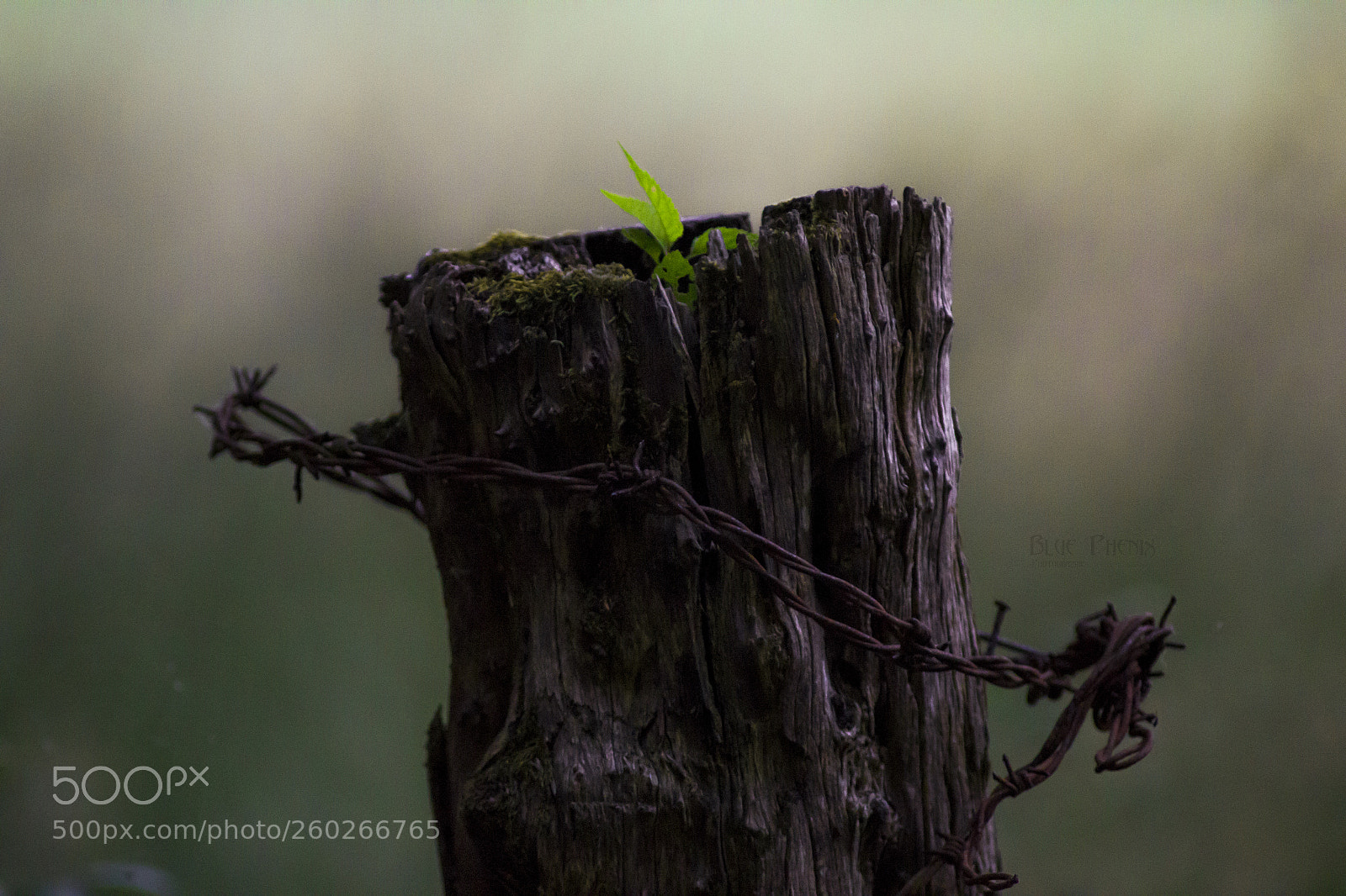 Canon EOS 550D (EOS Rebel T2i / EOS Kiss X4) sample photo. There's always a way .... photography