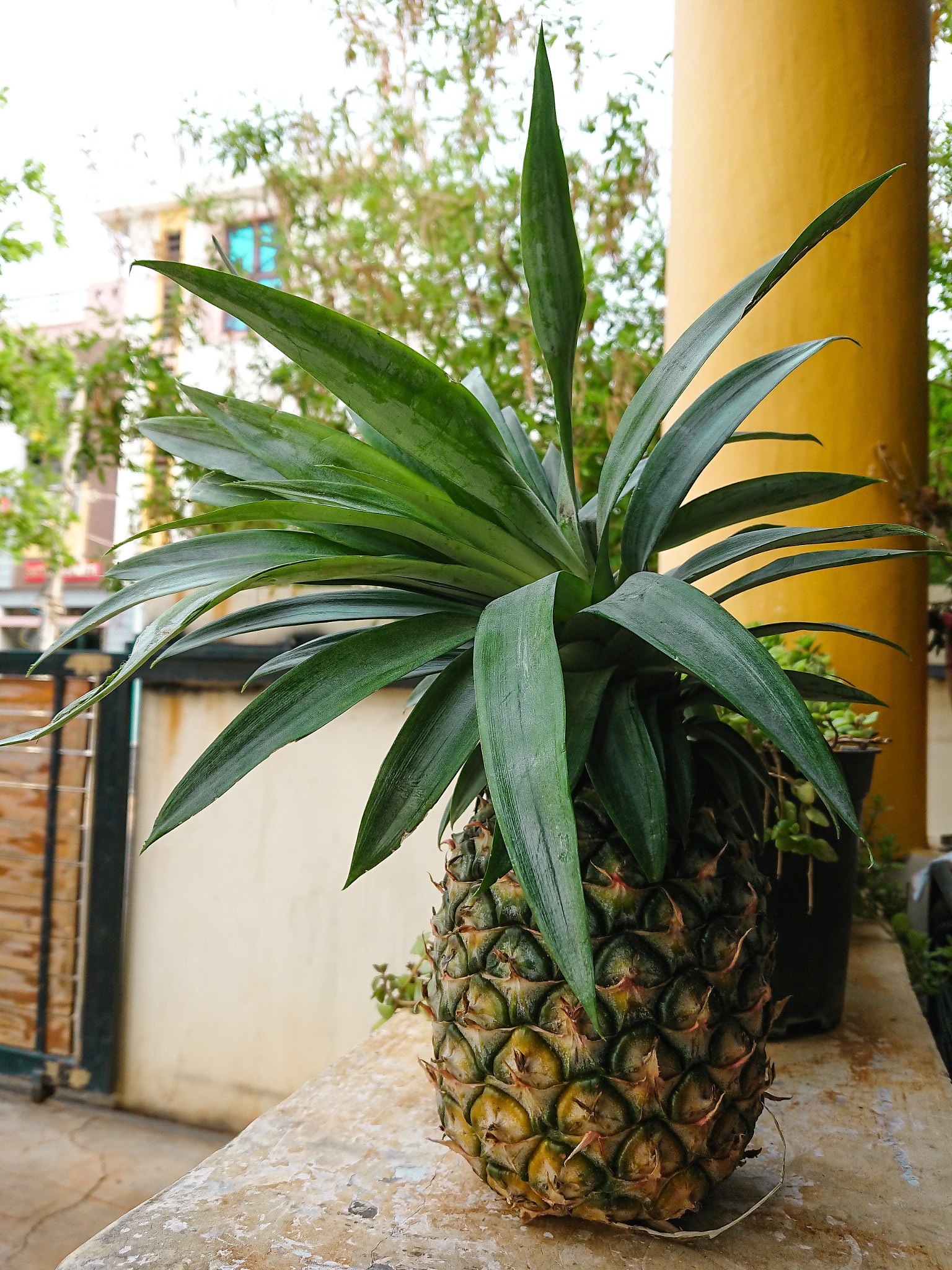 Sony Xperia XZ Premium sample photo. Pineapple day photography
