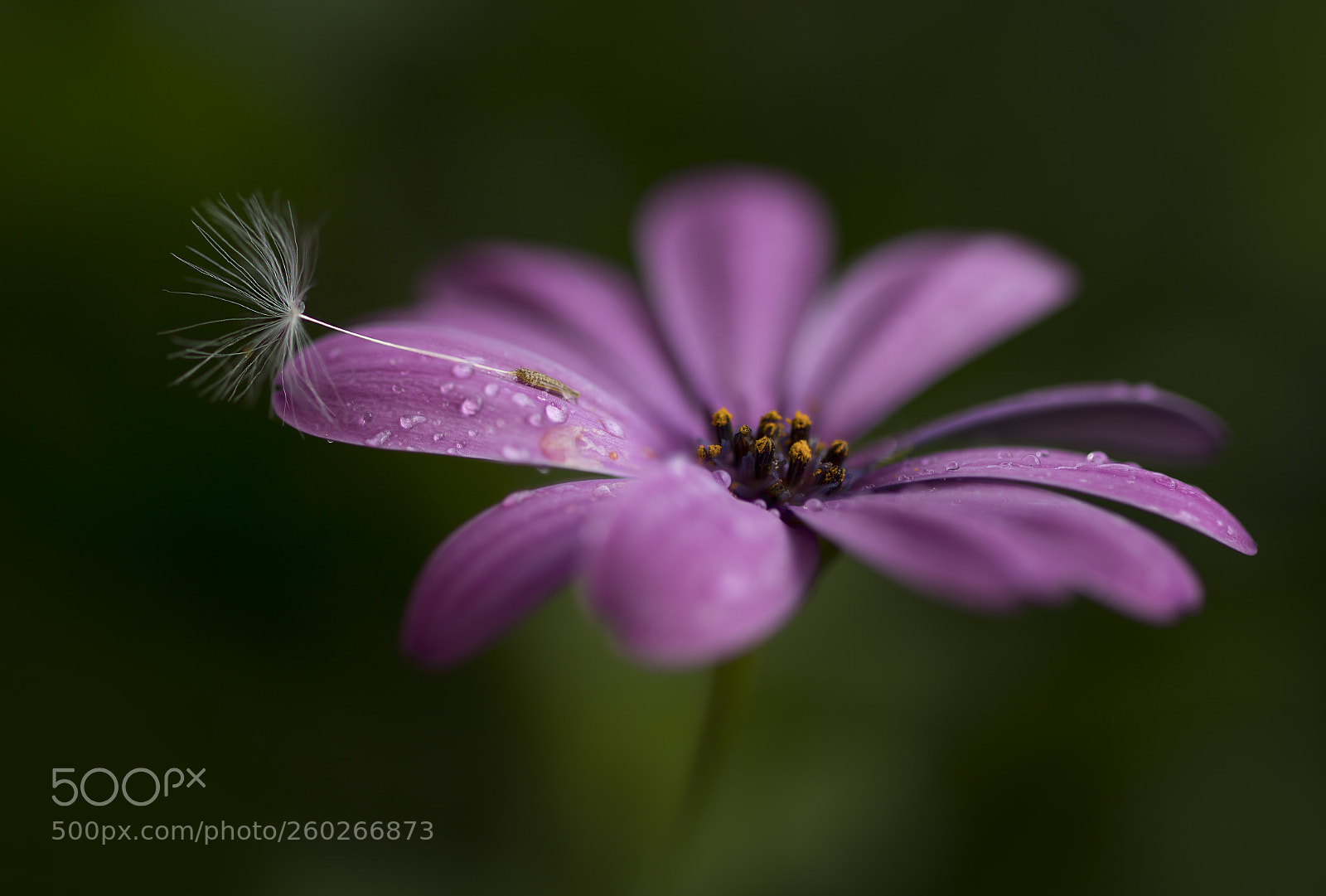 Canon EOS 5D Mark IV sample photo. Flower photography
