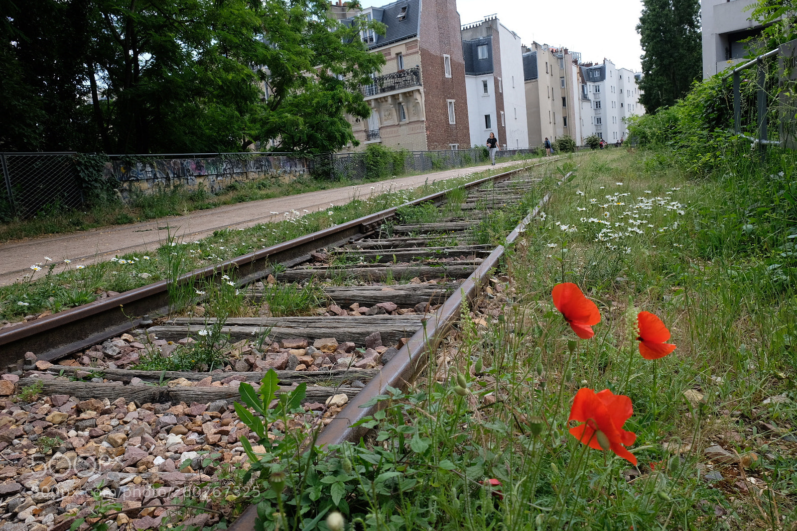 Fujifilm X-T20 sample photo. Wild poppy photography