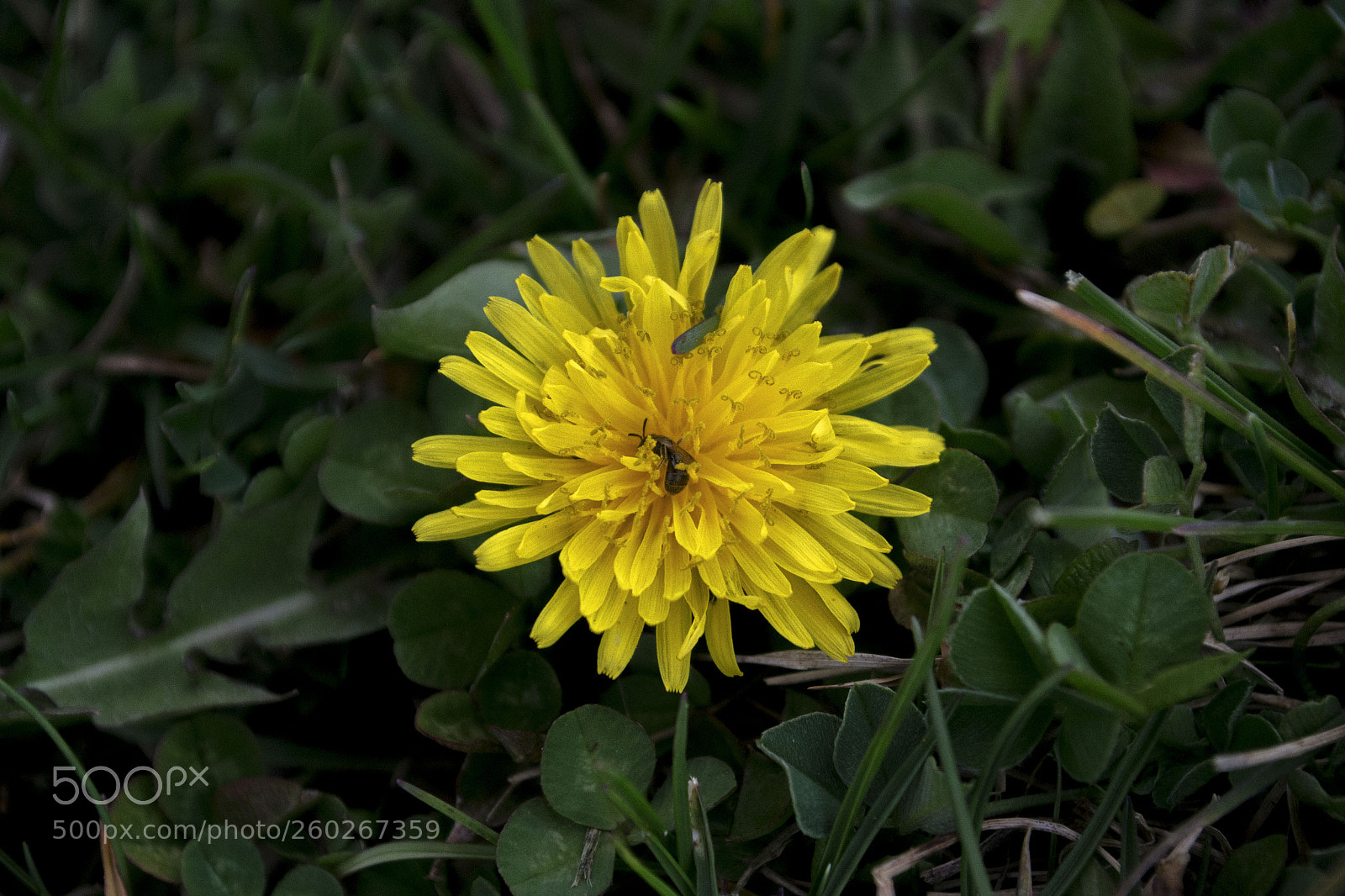 Nikon D3100 sample photo. >>>my choice. photography