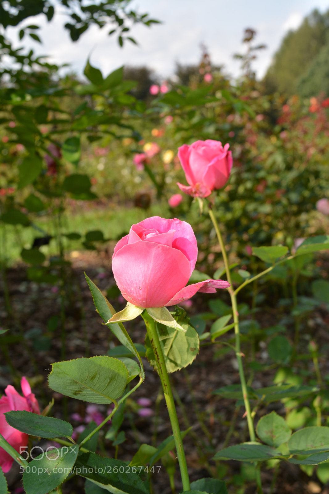 Nikon D5200 sample photo. Flower photography