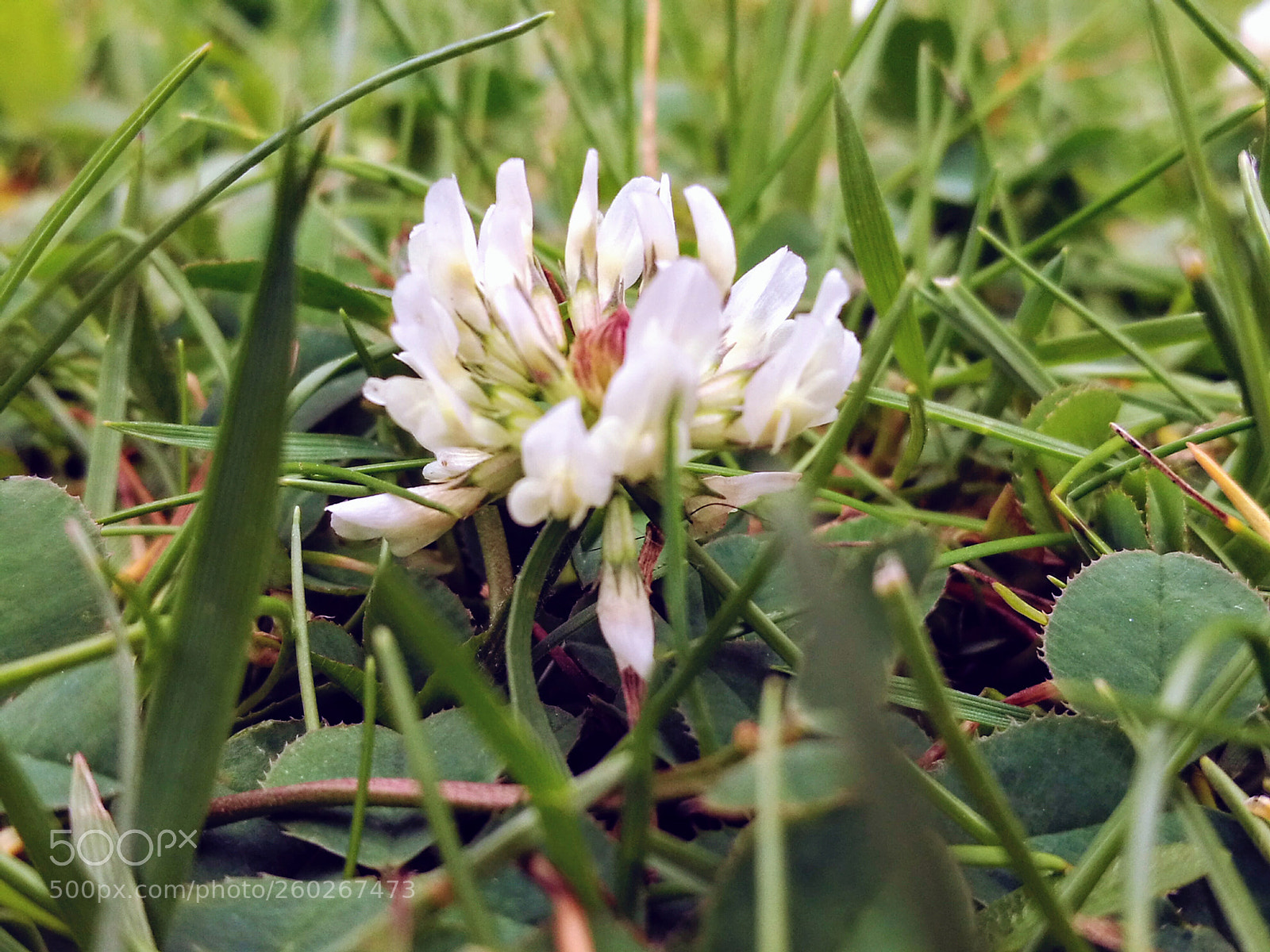 HUAWEI P9 sample photo. Fleur de trèfle photography