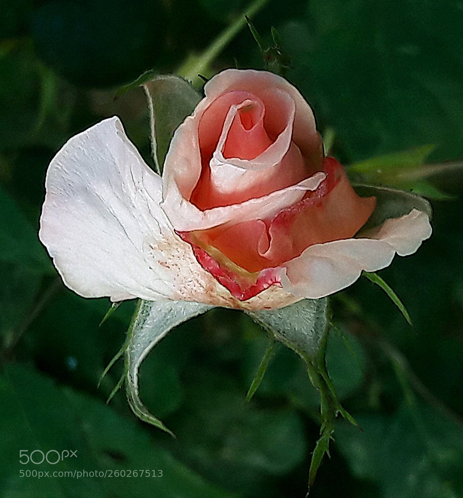 Samsung Galaxy A5(2016) sample photo. Rose photography