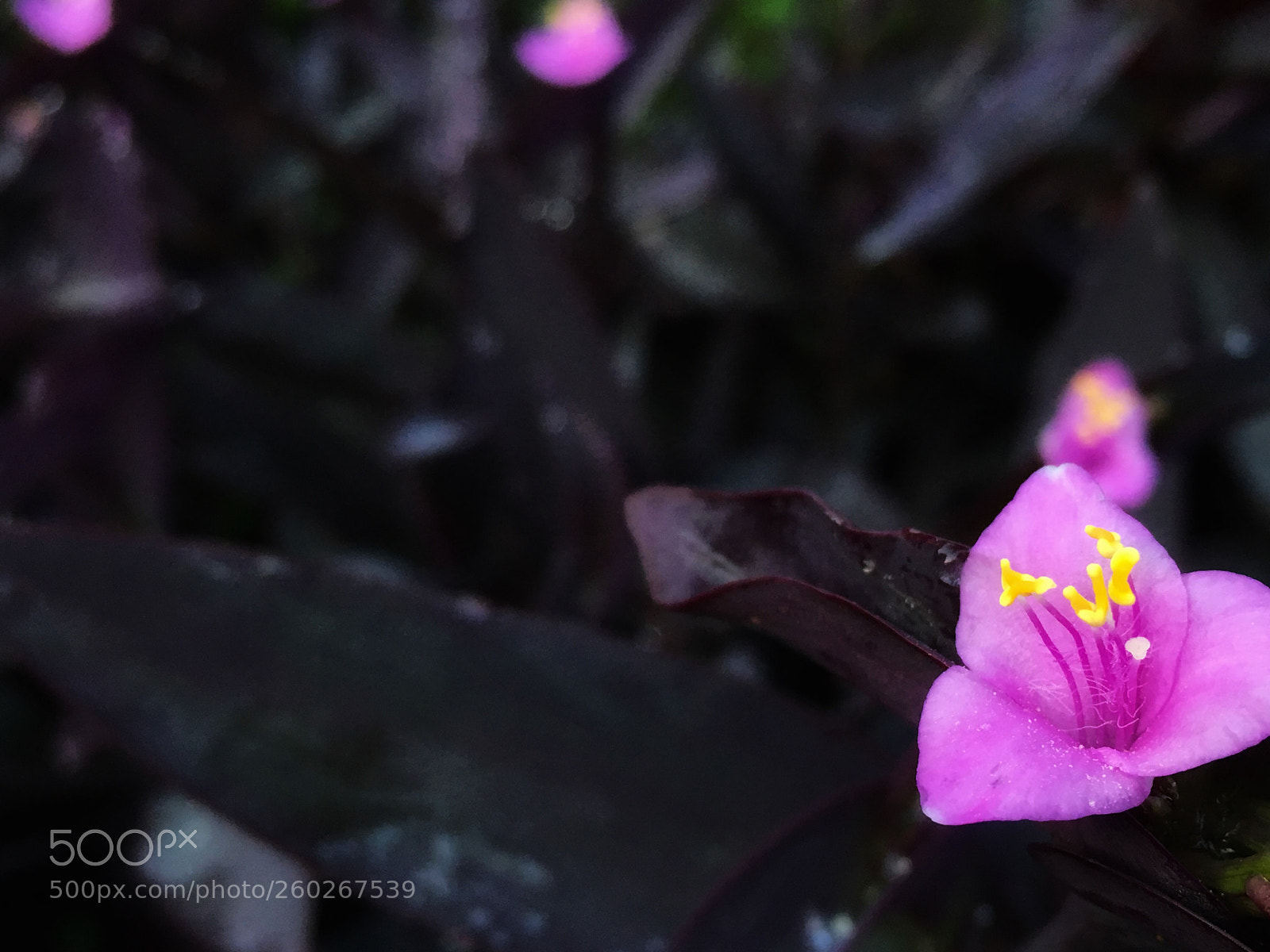 Apple iPhone 6s sample photo. Flower 13 photography