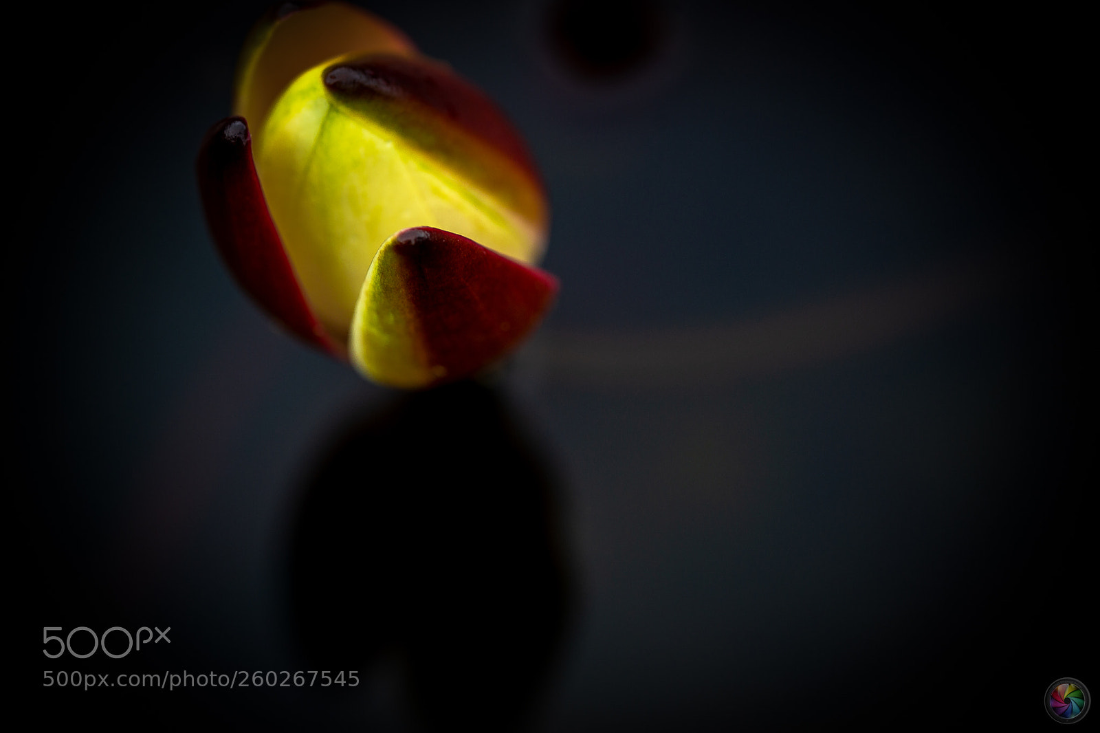 Sony a99 II sample photo. Botanischen gartens st.gallen photography
