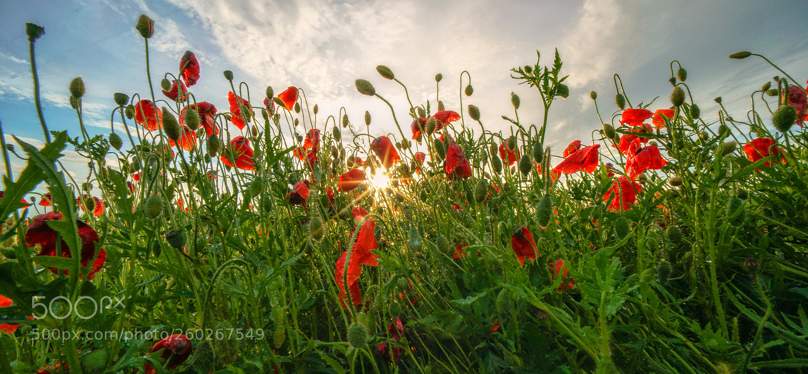 Sony a7R II sample photo. Mohnfeldpano photography
