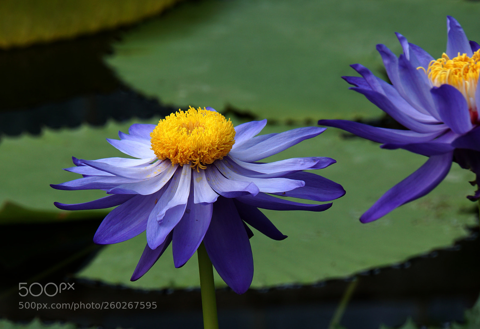 Sony a6300 sample photo. Kew gardens 4 photography