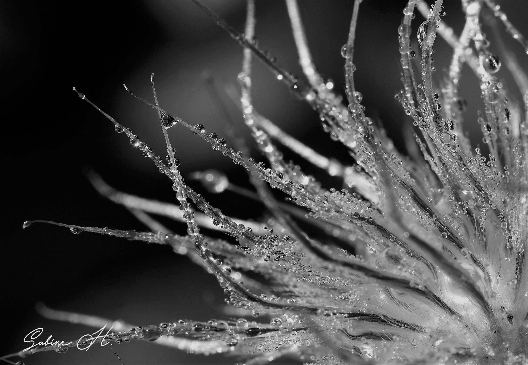 Sigma 105mm F2.8 EX DG OS HSM sample photo. Morgentau photography