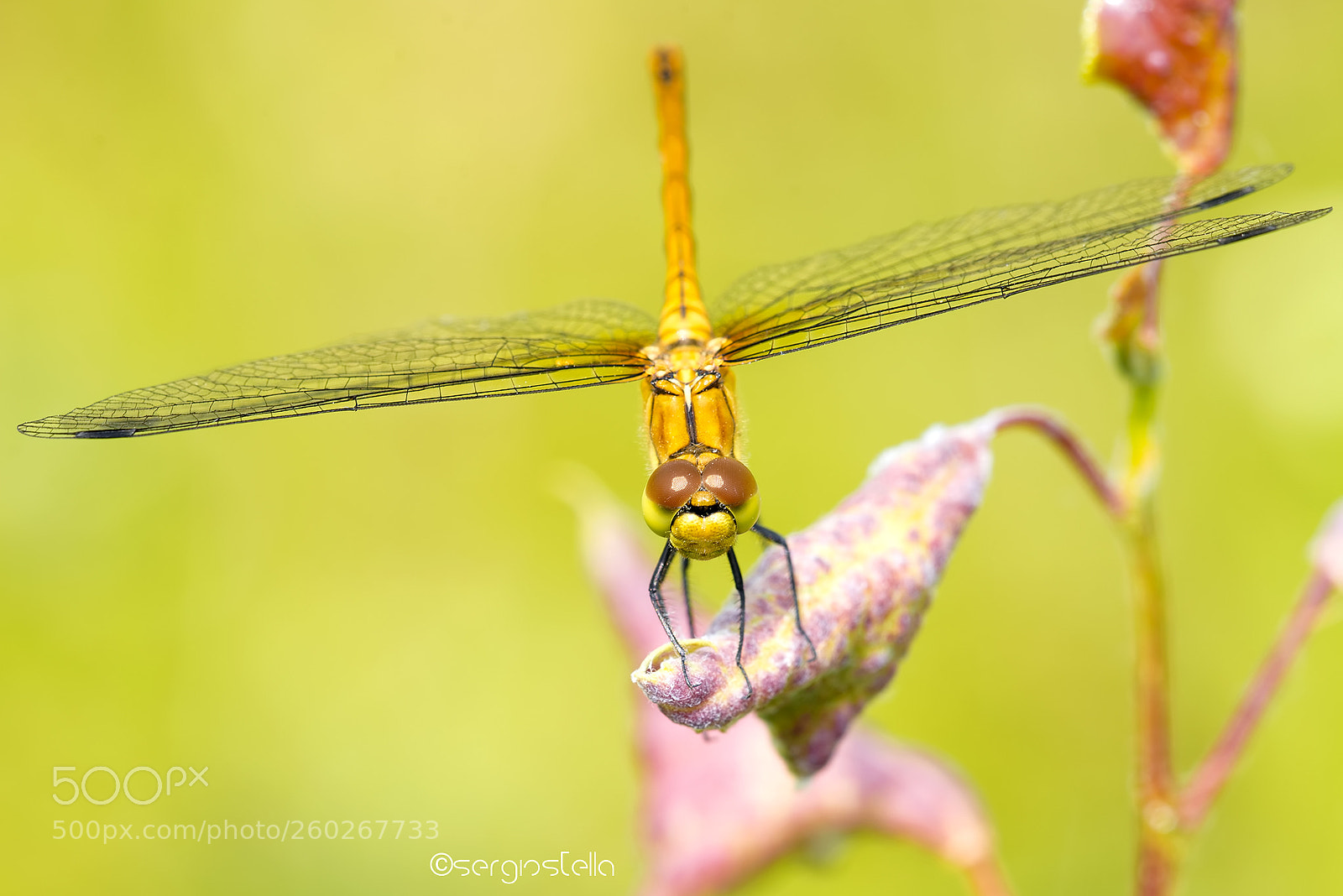 Nikon D610 sample photo. The common darter____ photography