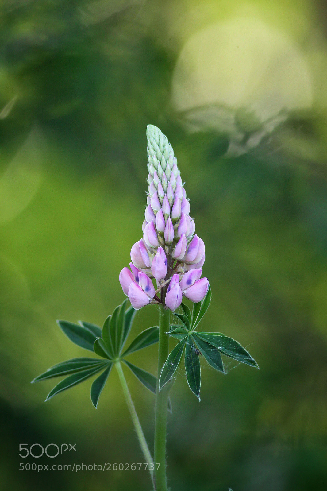 Canon EOS 50D sample photo. Summer flower photography