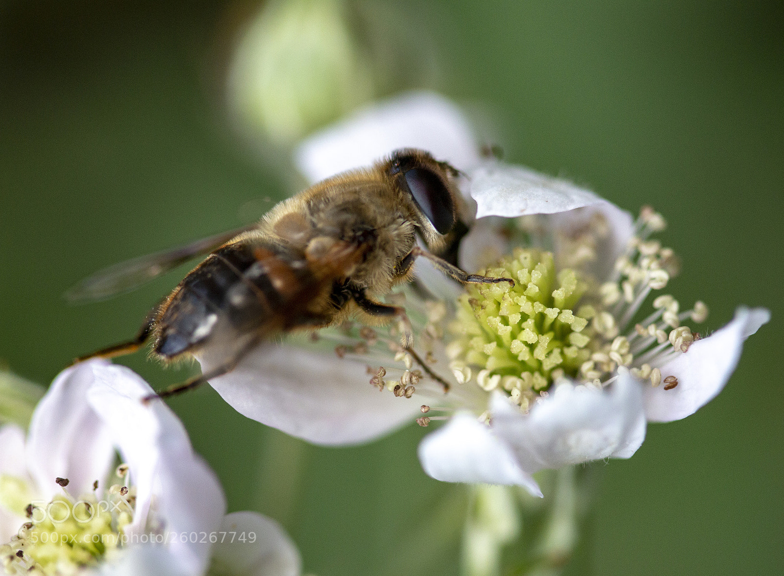 Canon EOS 70D sample photo. Diner time in nature photography