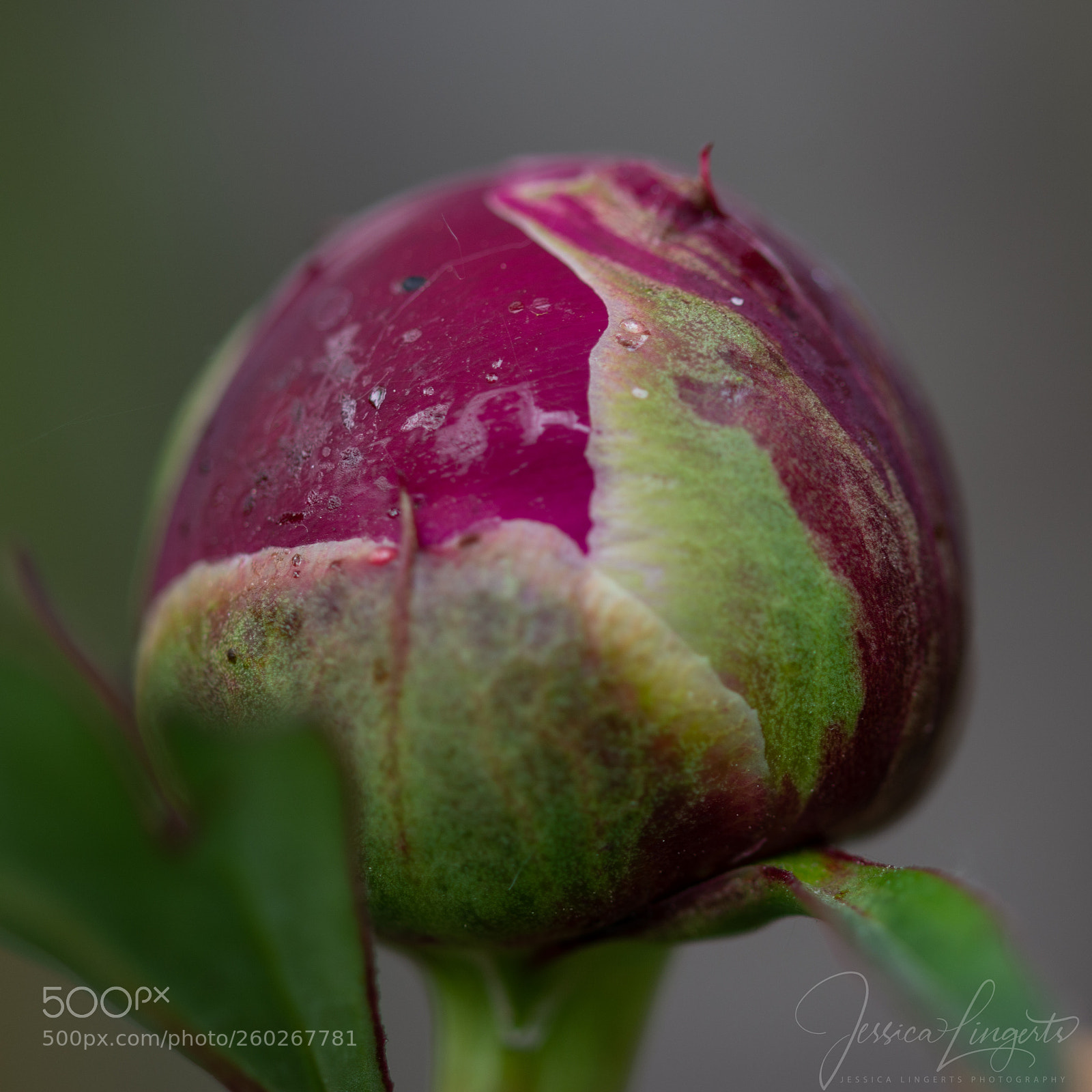Nikon D7100 sample photo. Peony photography
