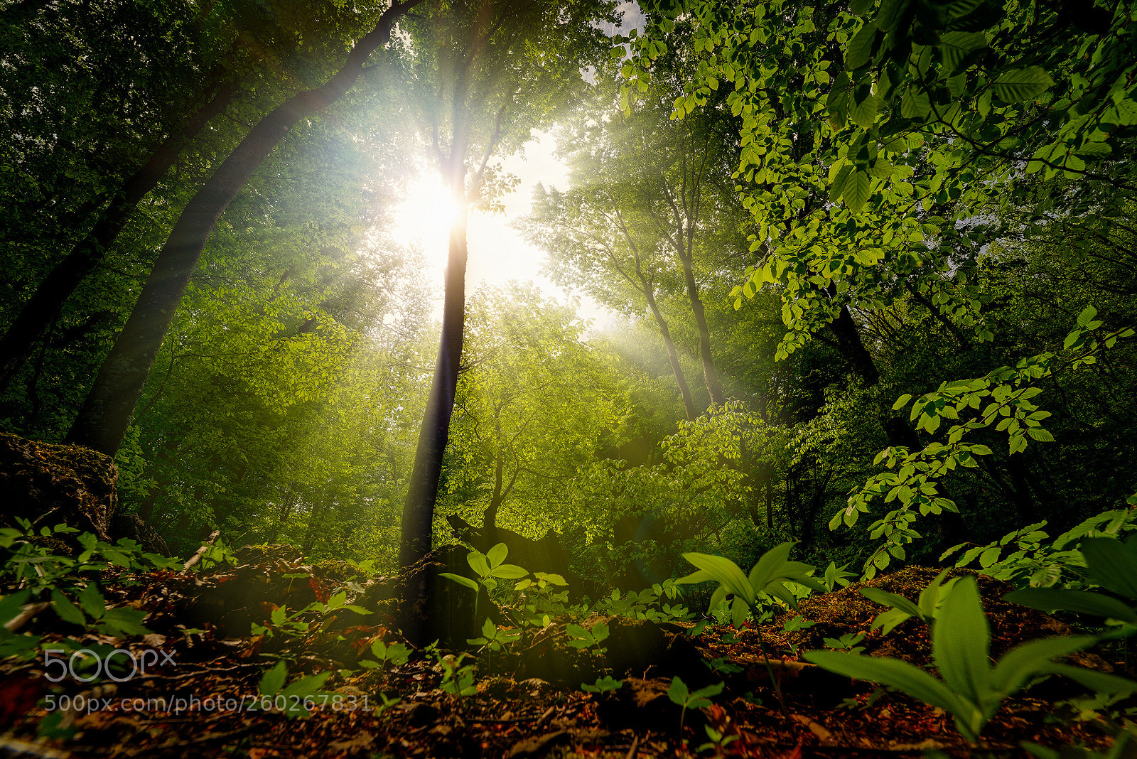 Pentax K-1 sample photo. Ancient beech forests of photography