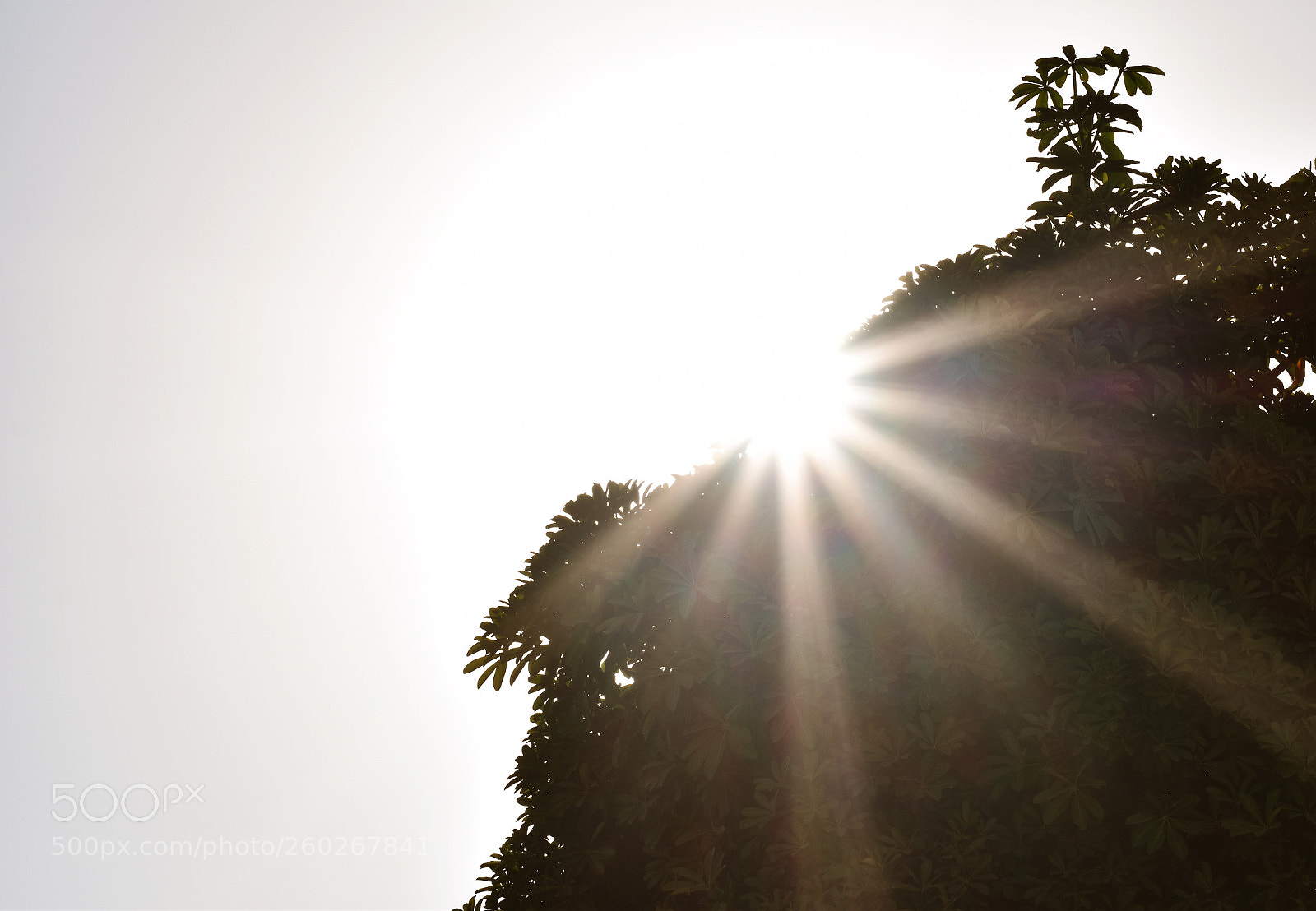 Nikon D5600 sample photo. Hope photobook photography