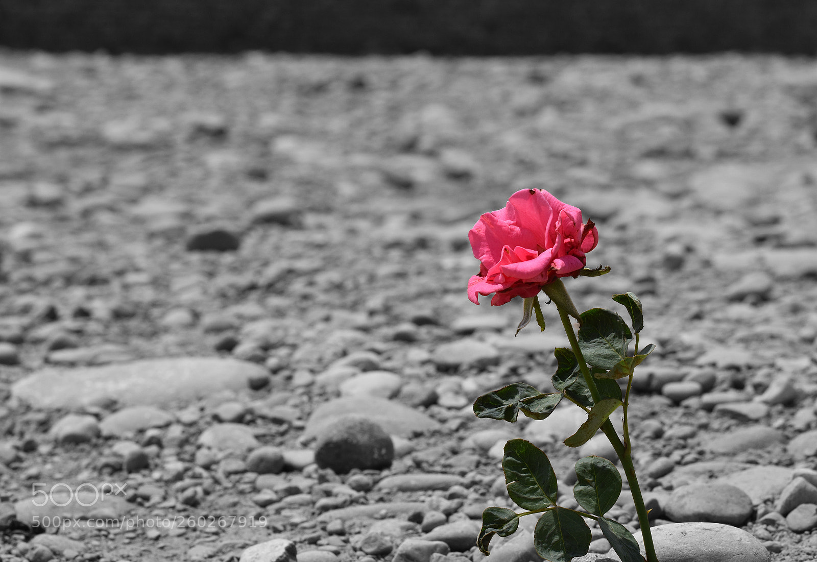 Nikon D5600 sample photo. Hope photobook photography