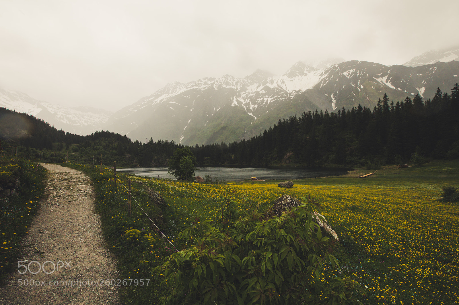 Canon EOS 5D Mark IV sample photo. Moody greens photography