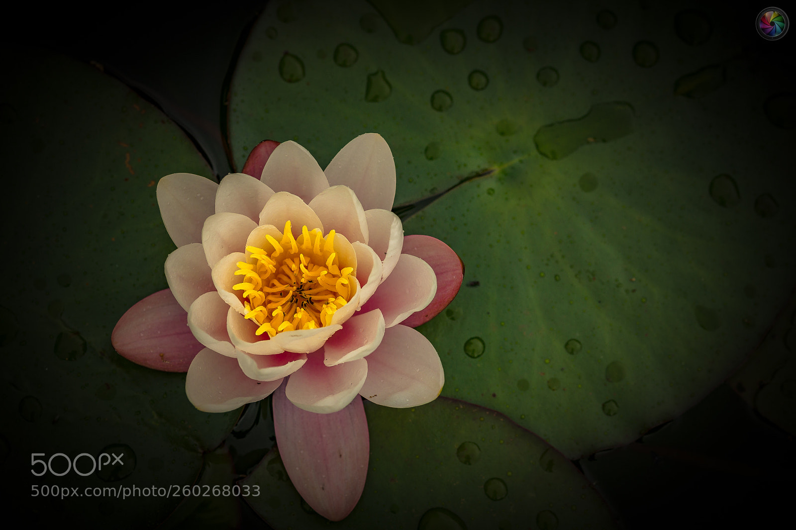 Sony a99 II sample photo. Botanischen gartens st.gallen photography