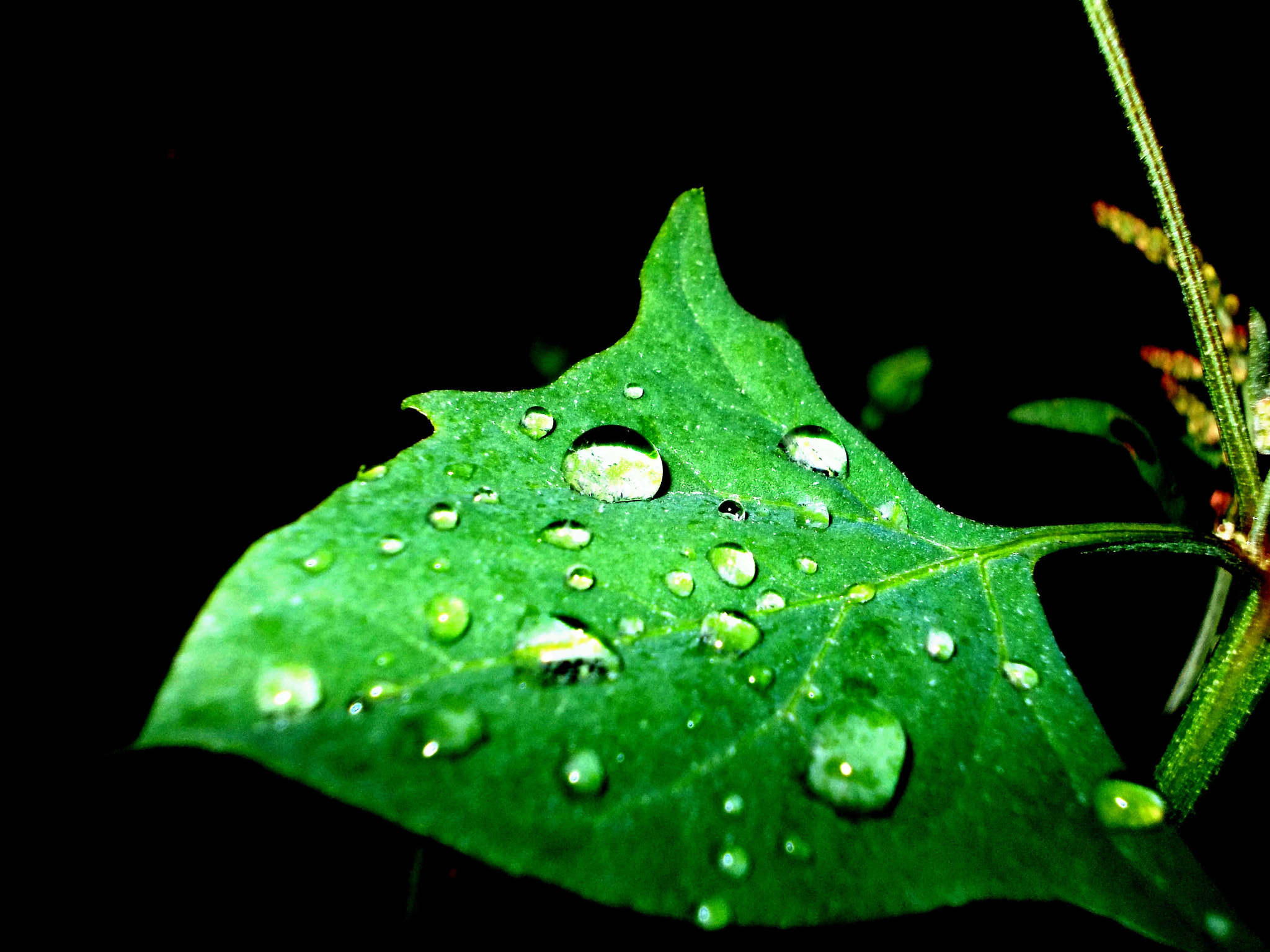 Nikon COOLPIX L23 sample photo. Green leaf photography