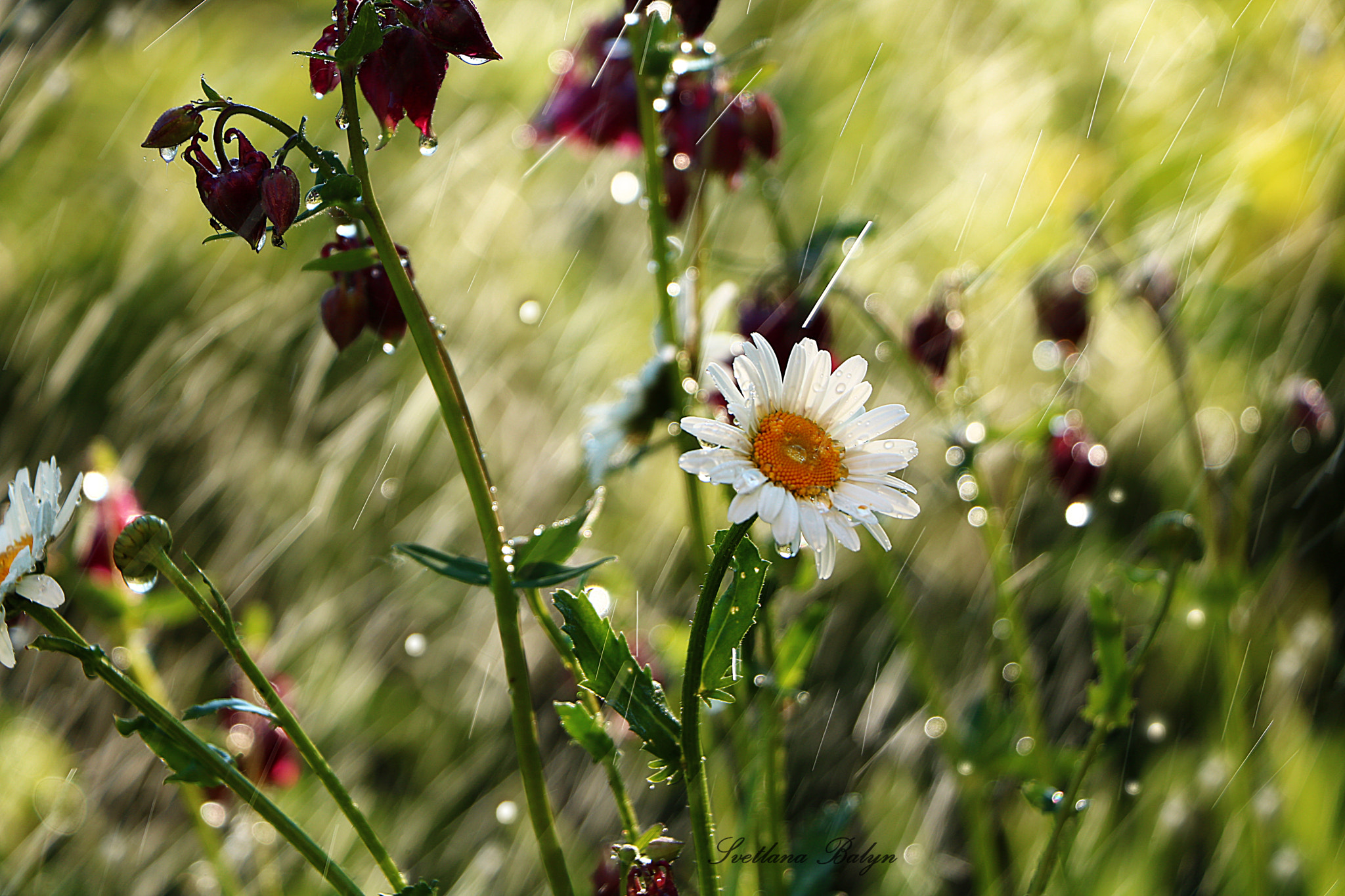 Canon EOS 750D (EOS Rebel T6i / EOS Kiss X8i) sample photo. ромашка photography